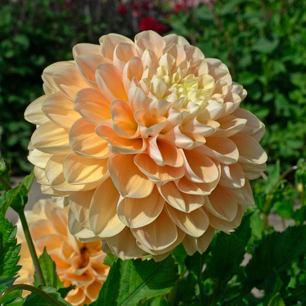 Dahlia Honey Dew - Dahlias - Fluwel