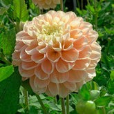Dahlia Honey Dew - Dahlias - Fluwel