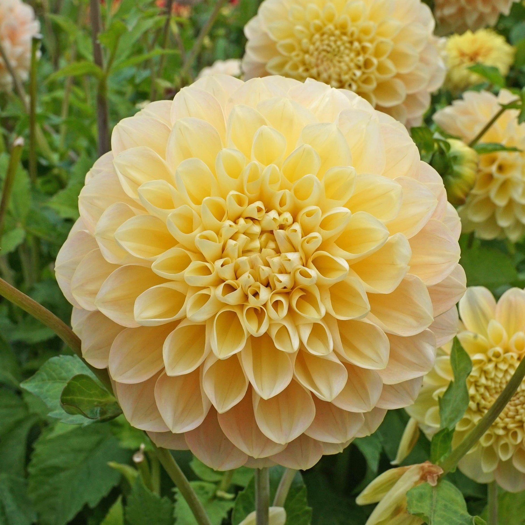 Dahlia Honey Dew - Dahlias - Fluwel