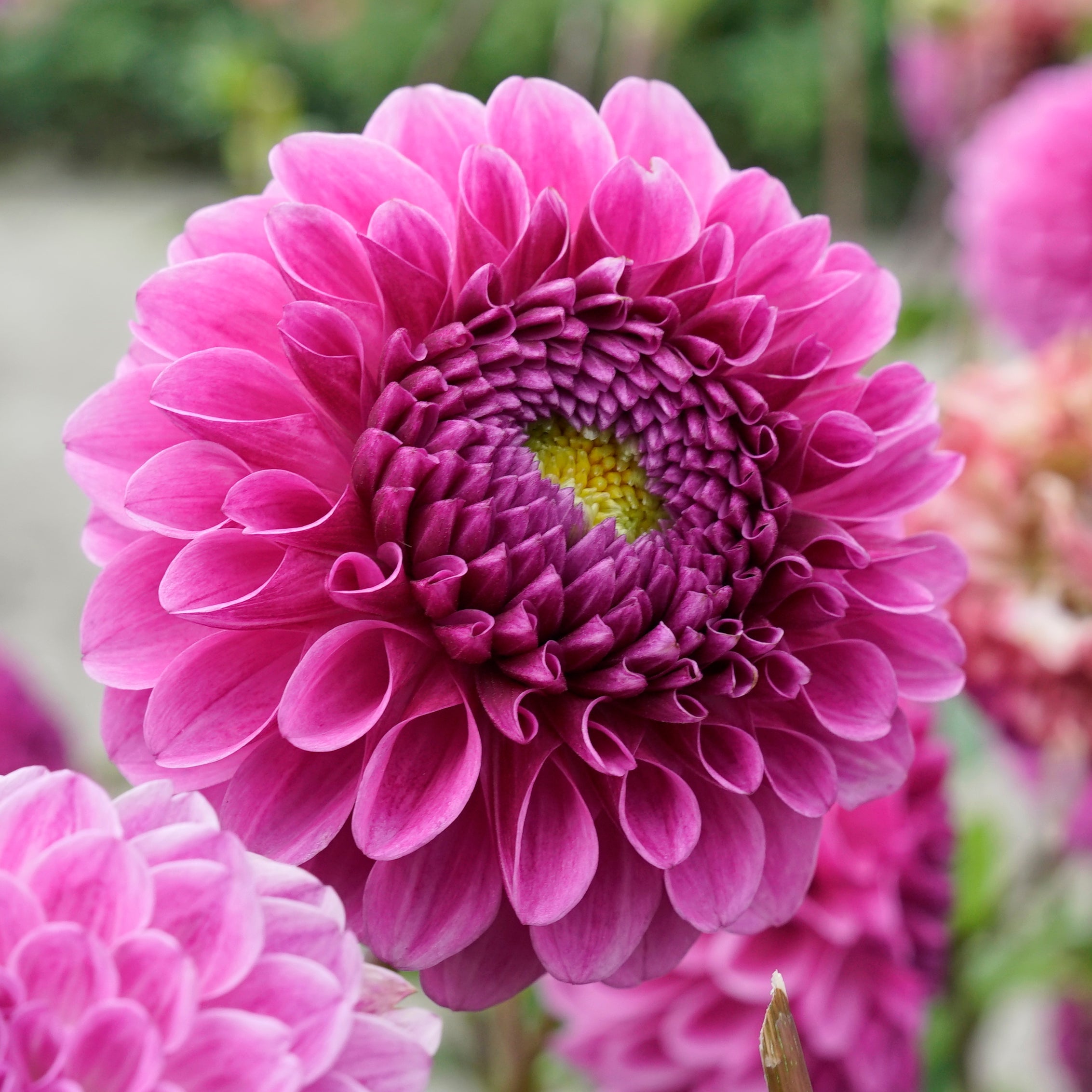 Dahlia Julio - roze dahlia - Fluwel