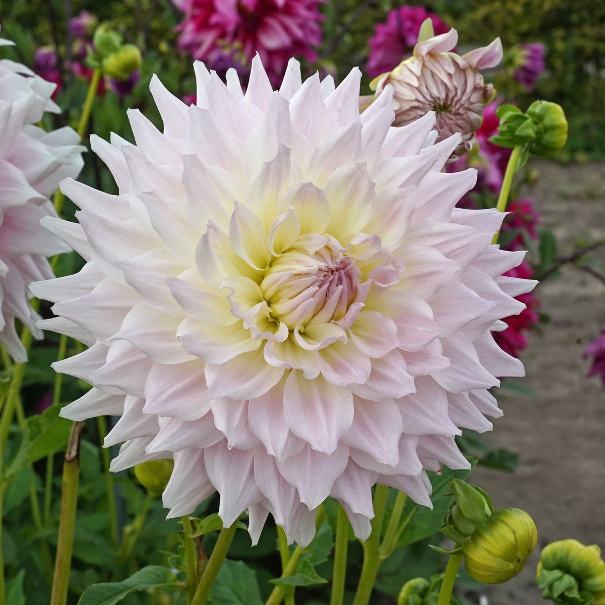 Dahlia Ka's Cloud - witte dahlia - Fluwel