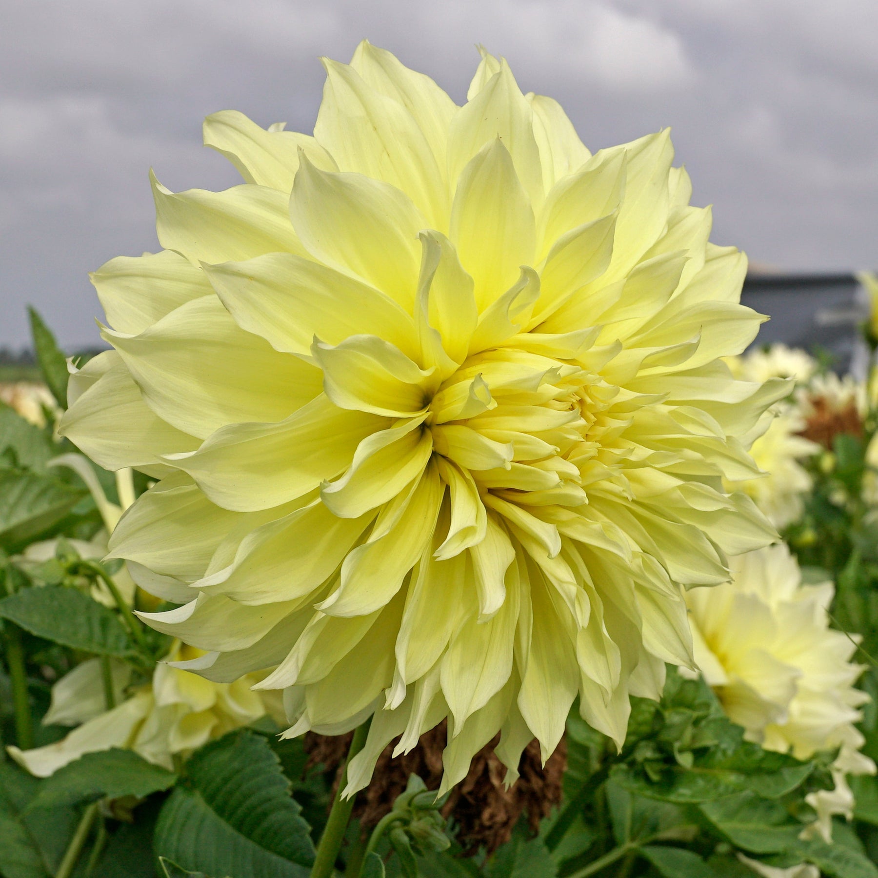 Dahlia Kelvin Floodlight - Dahlias - Fluwel