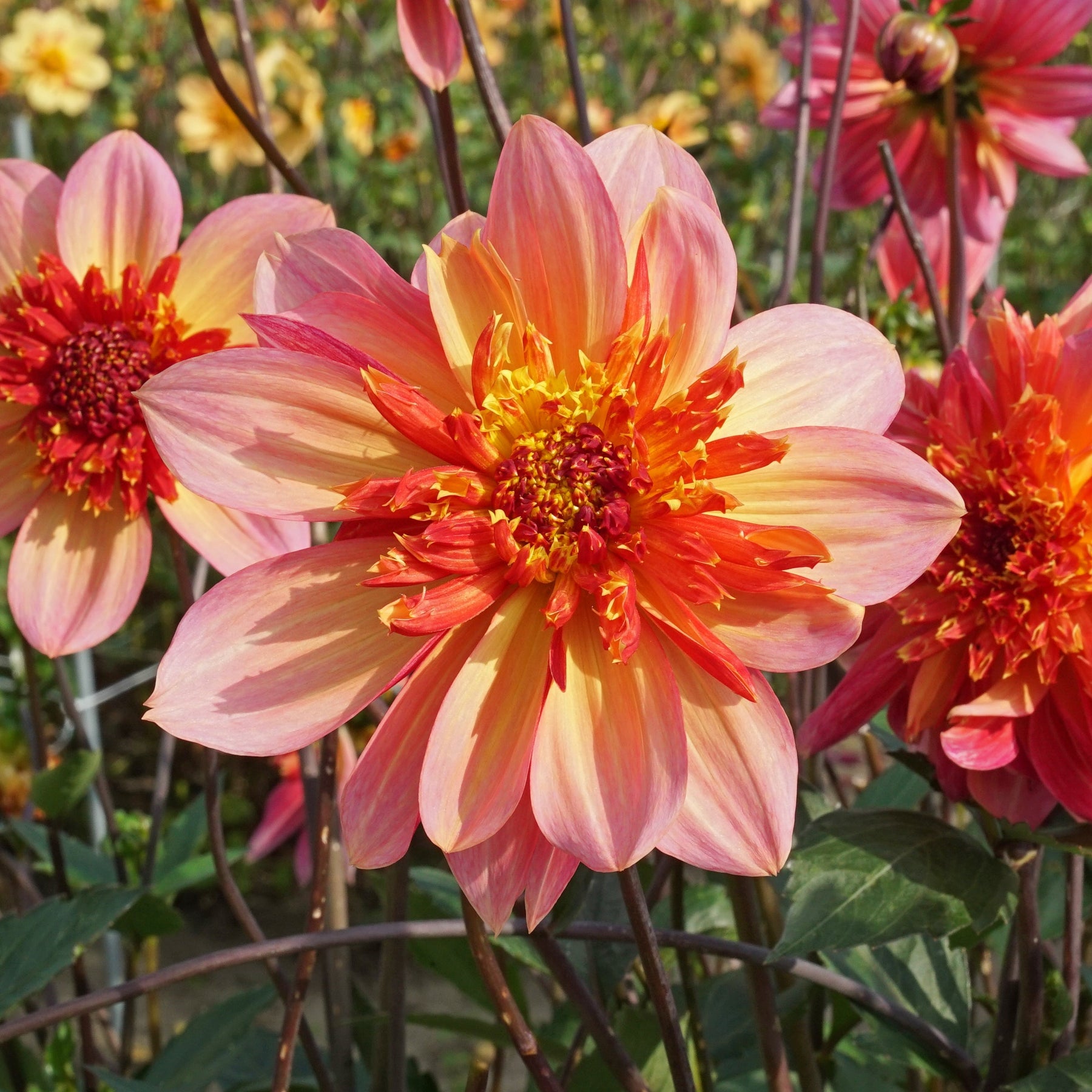 Dahlia Lava Glow - Dahlias - Fluwel
