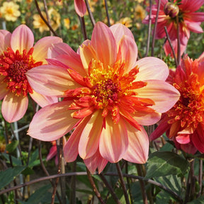 Dahlia Lava Glow - Dahlias - Fluwel