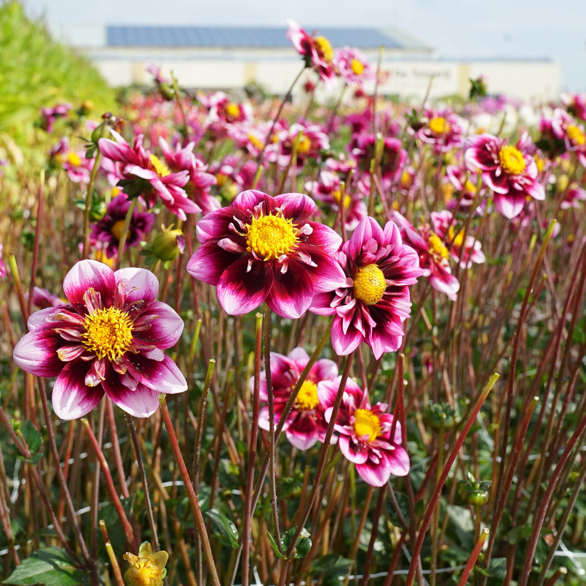 Dahlia Liquid Desire - meerkleurige dahlia - Fluwel