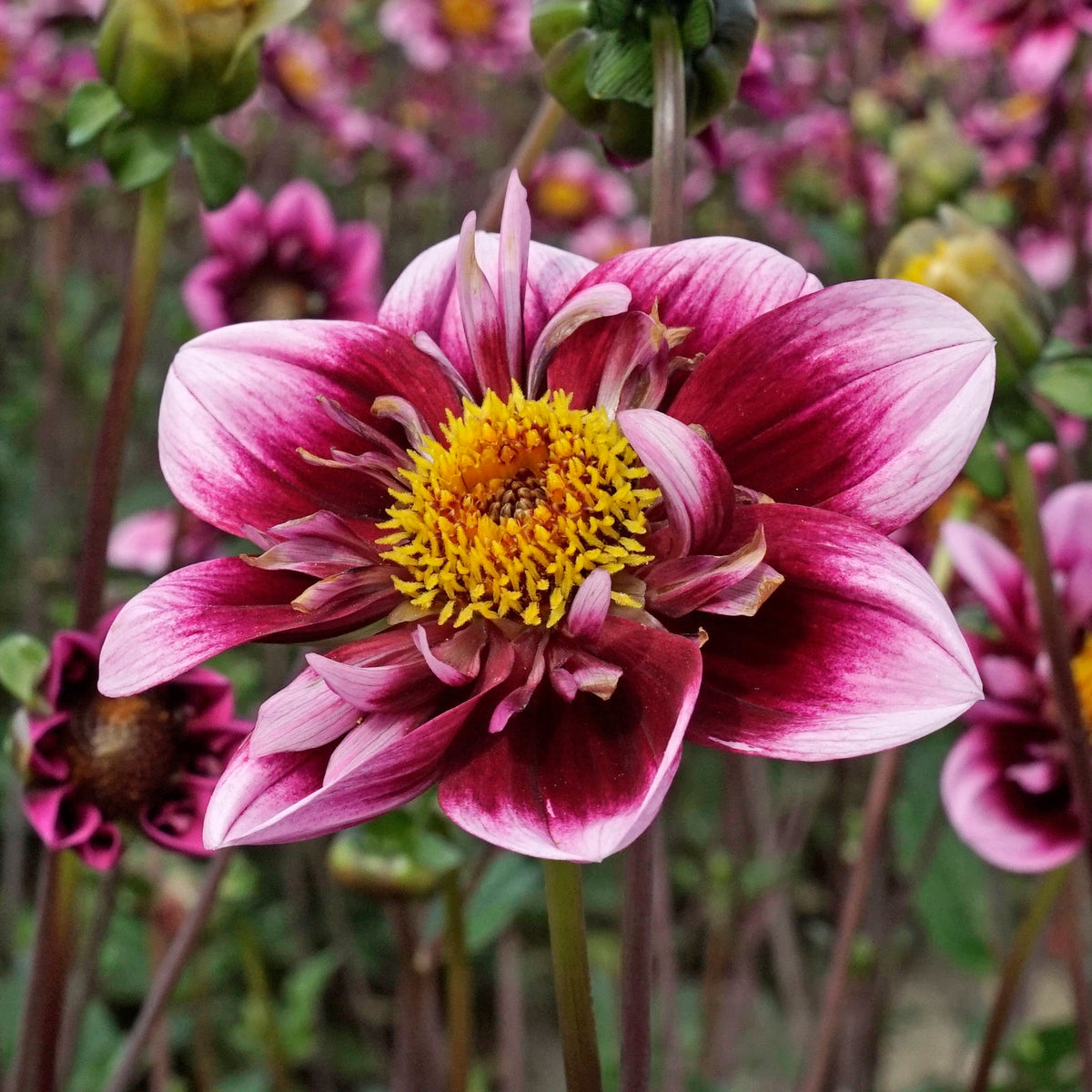 Dahlia Liquid Desire - meerkleurige dahlia - Fluwel
