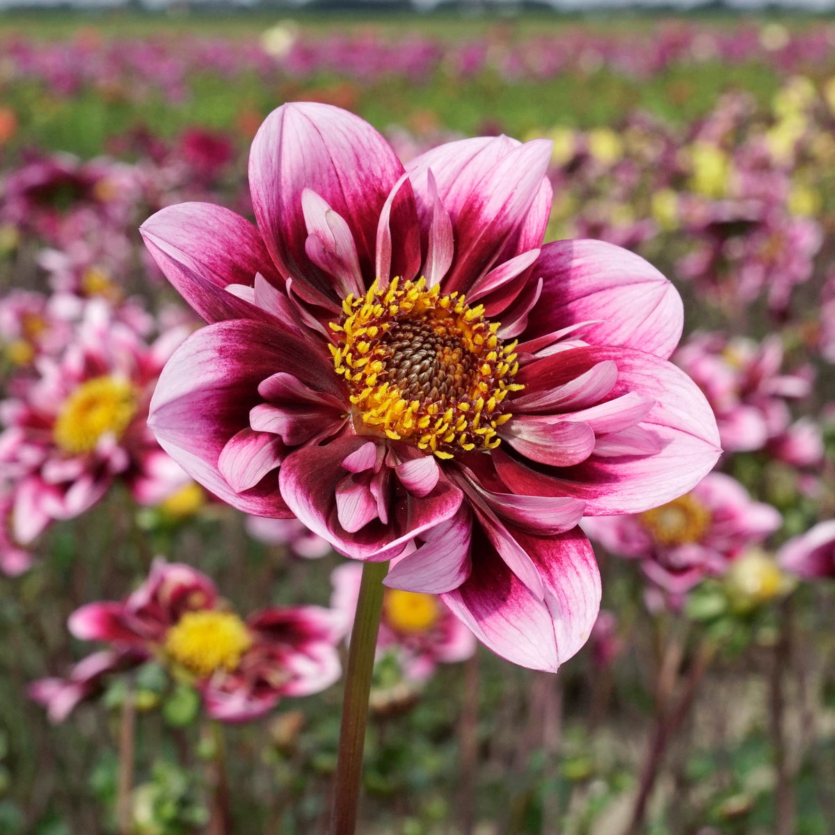 Dahlia Liquid Desire - meerkleurige dahlia - Fluwel