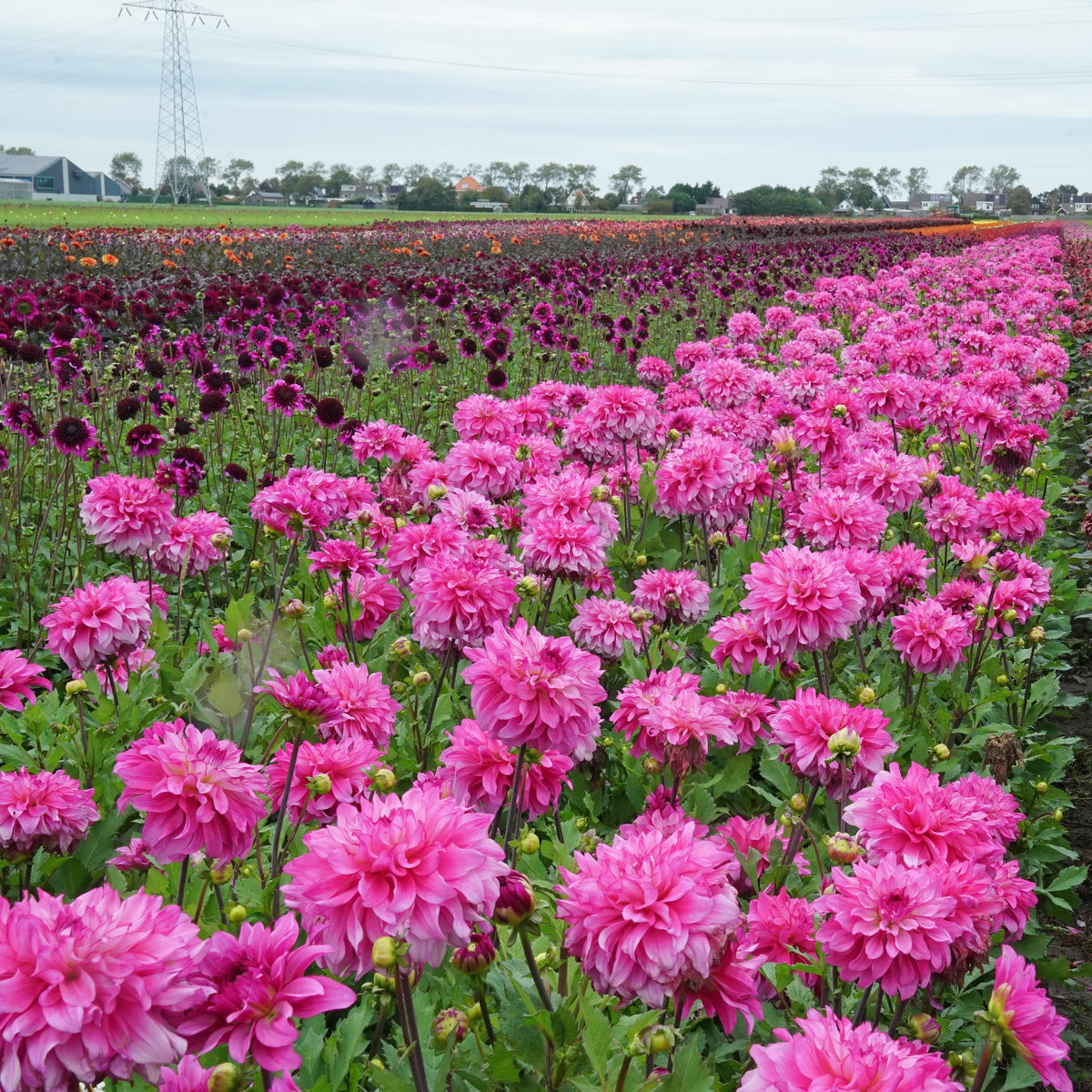 Dahlia Lizz Baaij - roze dahlia - Fluwel