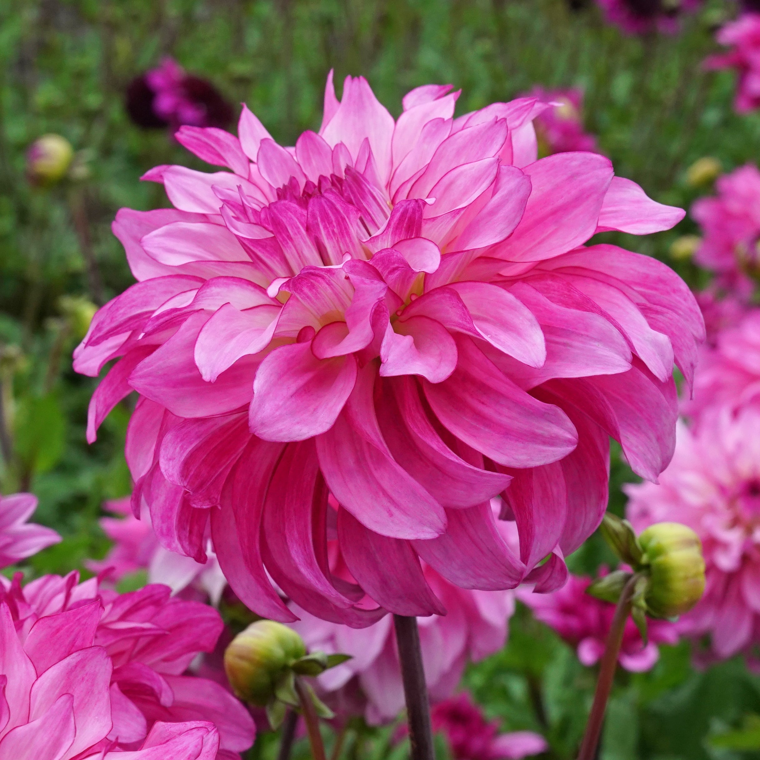 Dahlia Lizz Baaij - roze dahlia - Fluwel