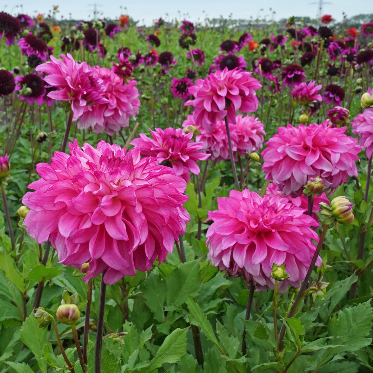 Dahlia Lizz Baaij - roze dahlia - Fluwel