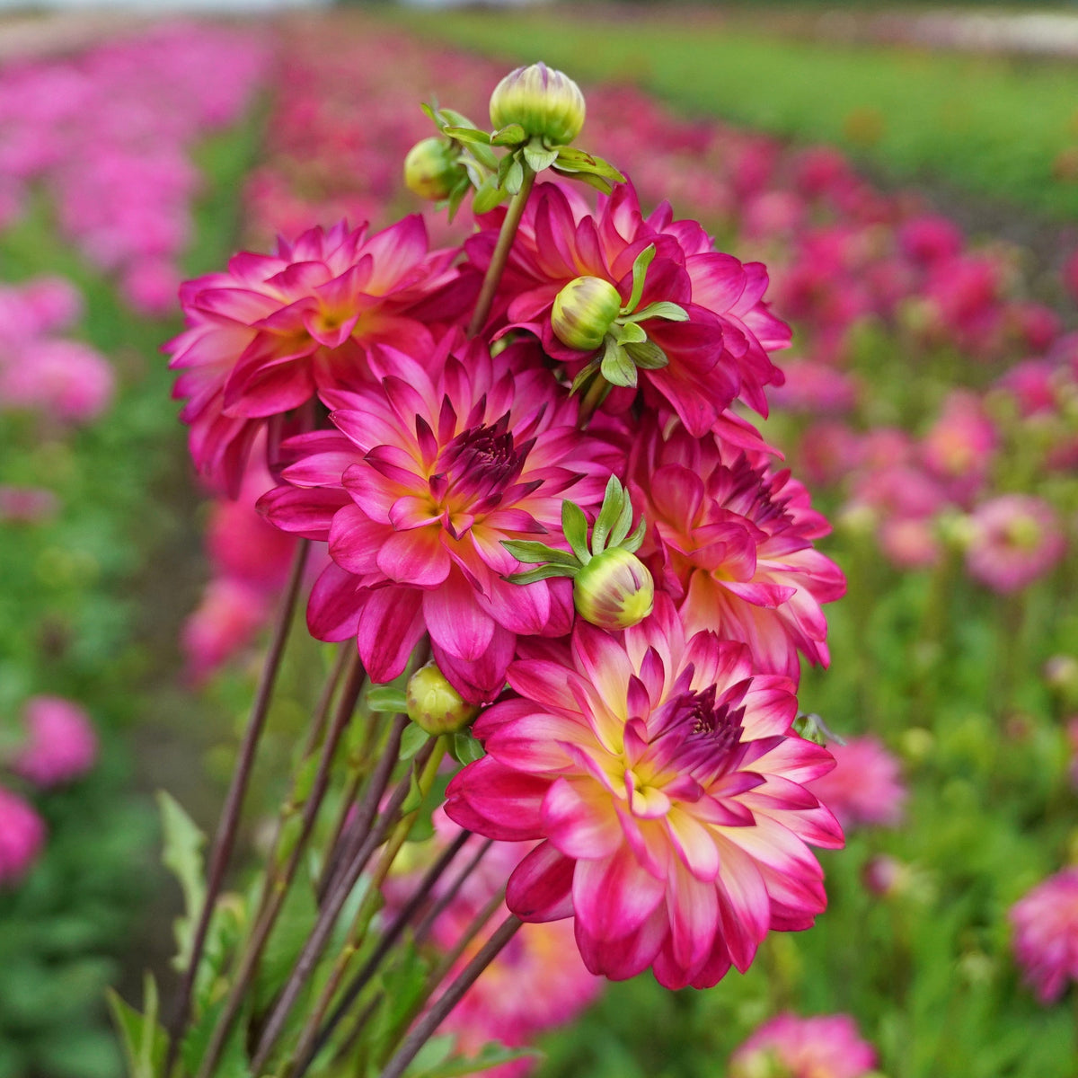 Dahlia Loe's - meerkleurige dahlia - Fluwel