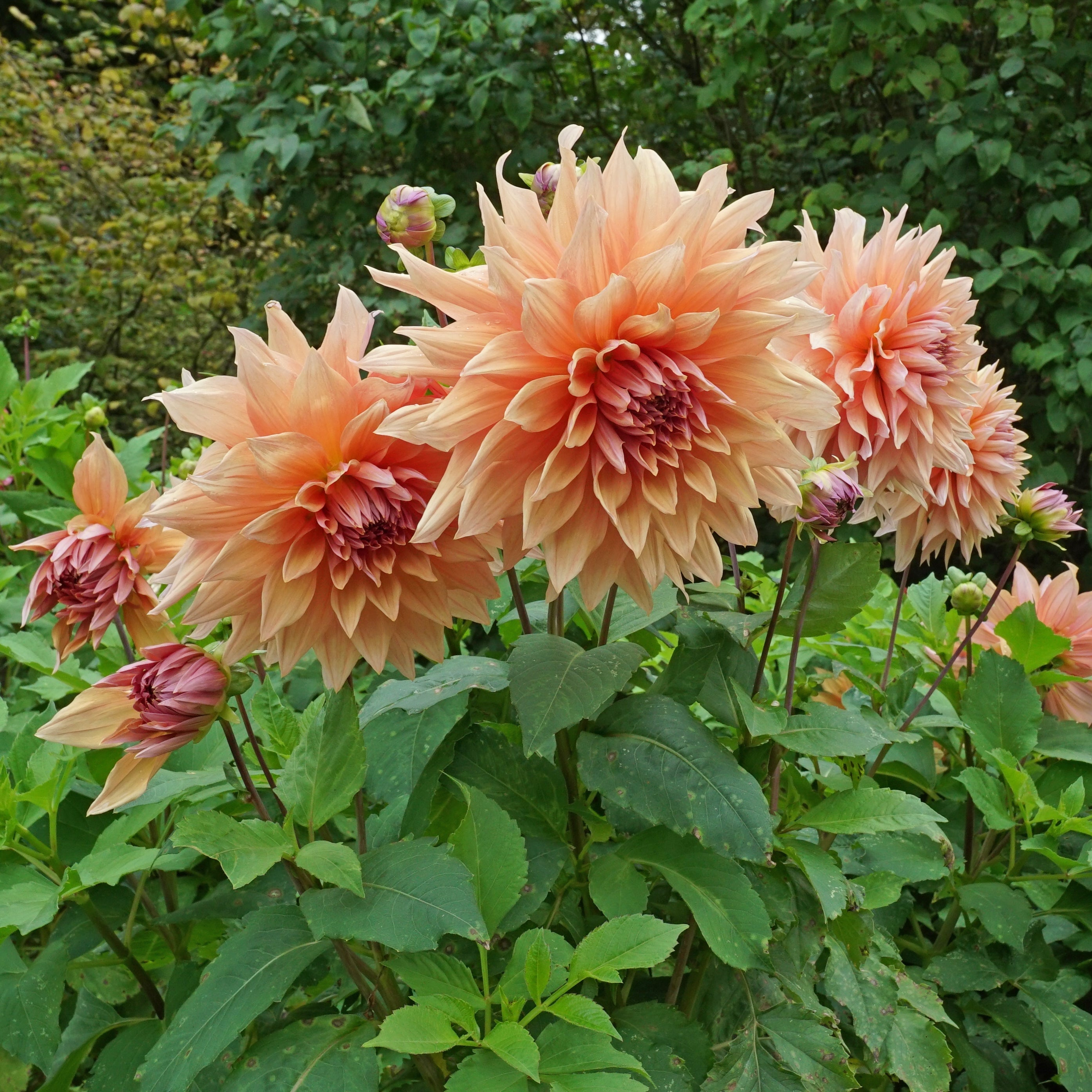 Dahlia Mango Madness - oranje dahlia - Fluwel