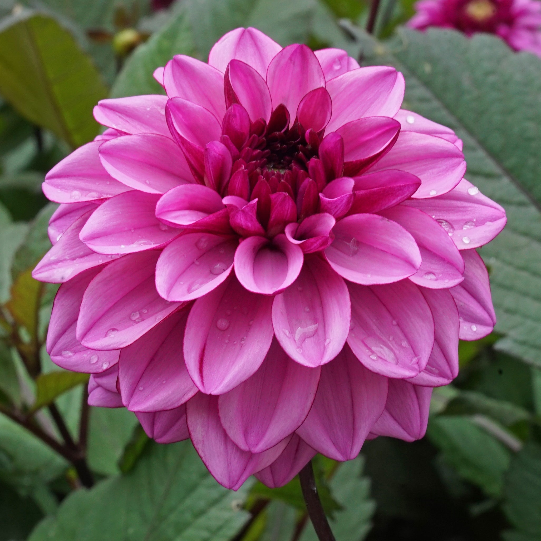 Dahlia Melissa Anna Marijke - Dahlias - Fluwel