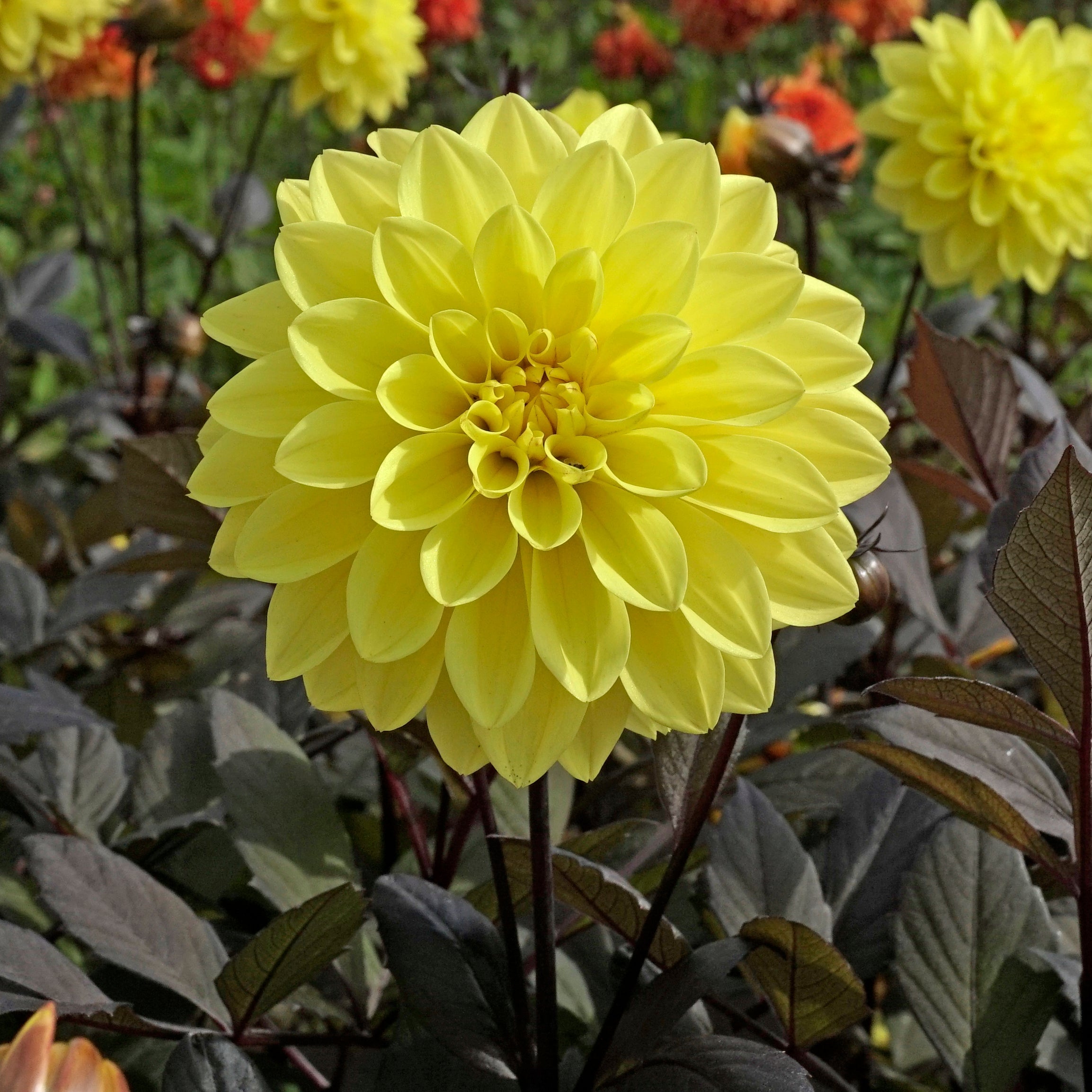 Dahlia Meteorite - gele dahlia - Fluwel