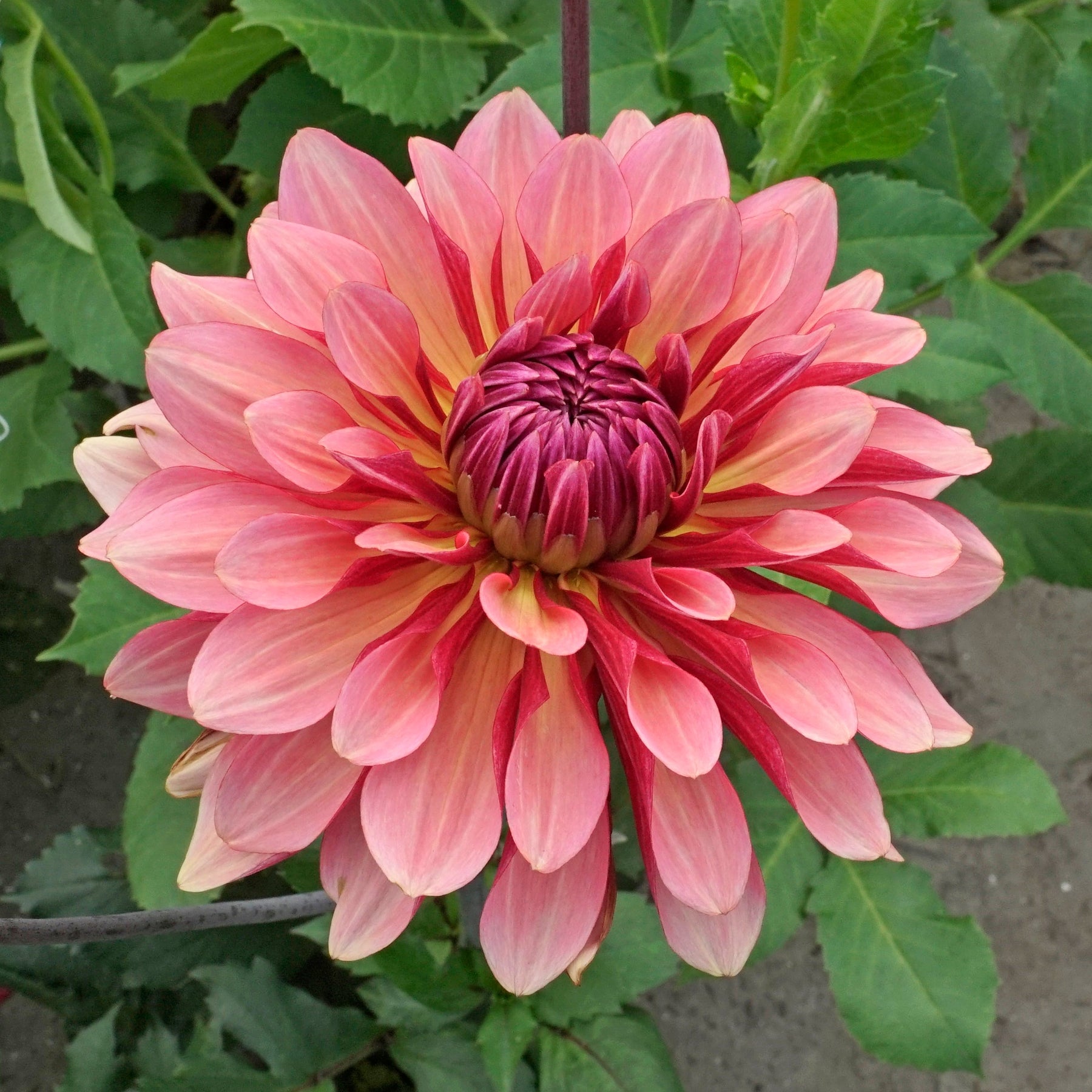 Dahlia Misses Dutch - Dahlias - Fluwel