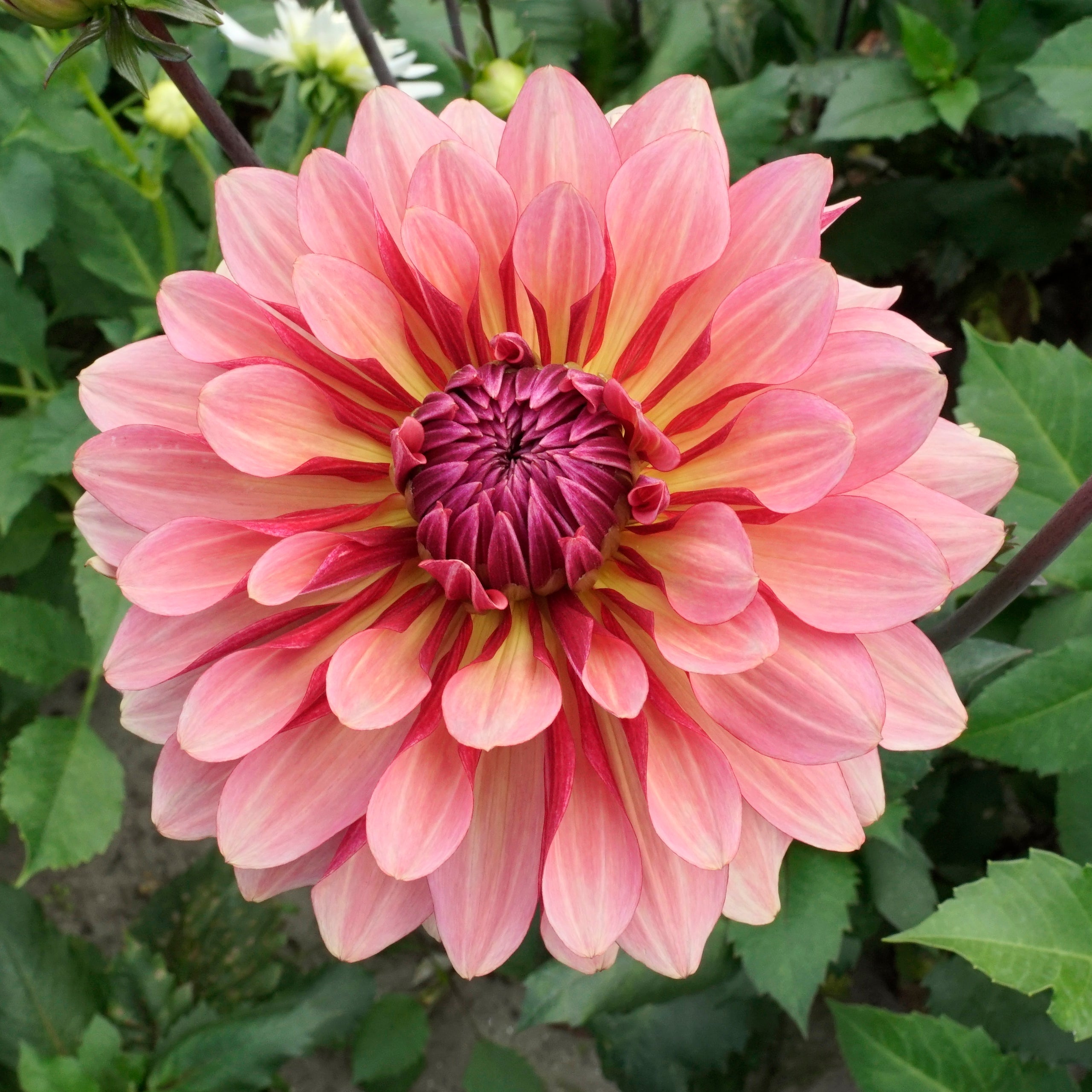 Dahlia Misses Dutch - rode dahlia - Fluwel