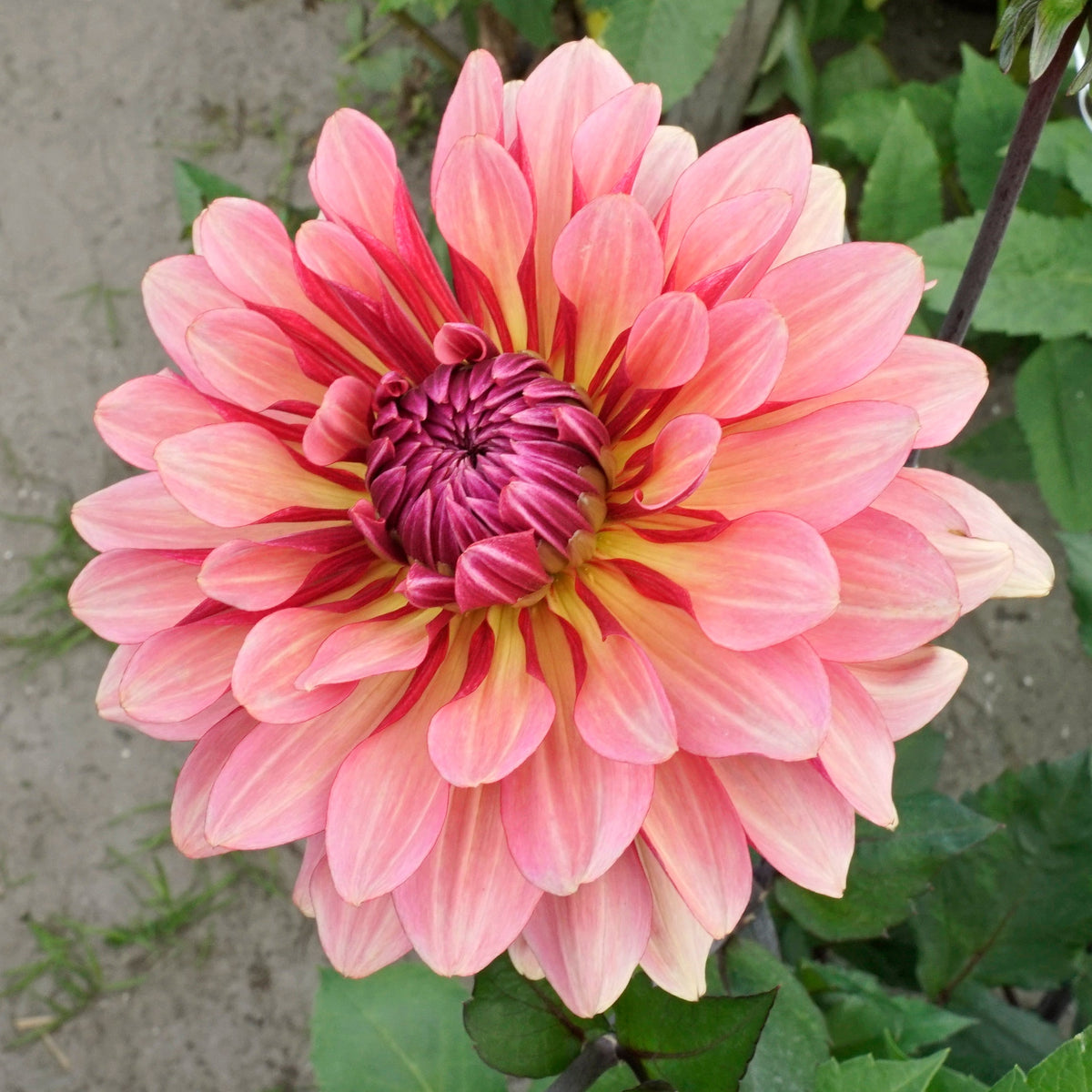 Dahlia Misses Dutch - rode dahlia - Fluwel