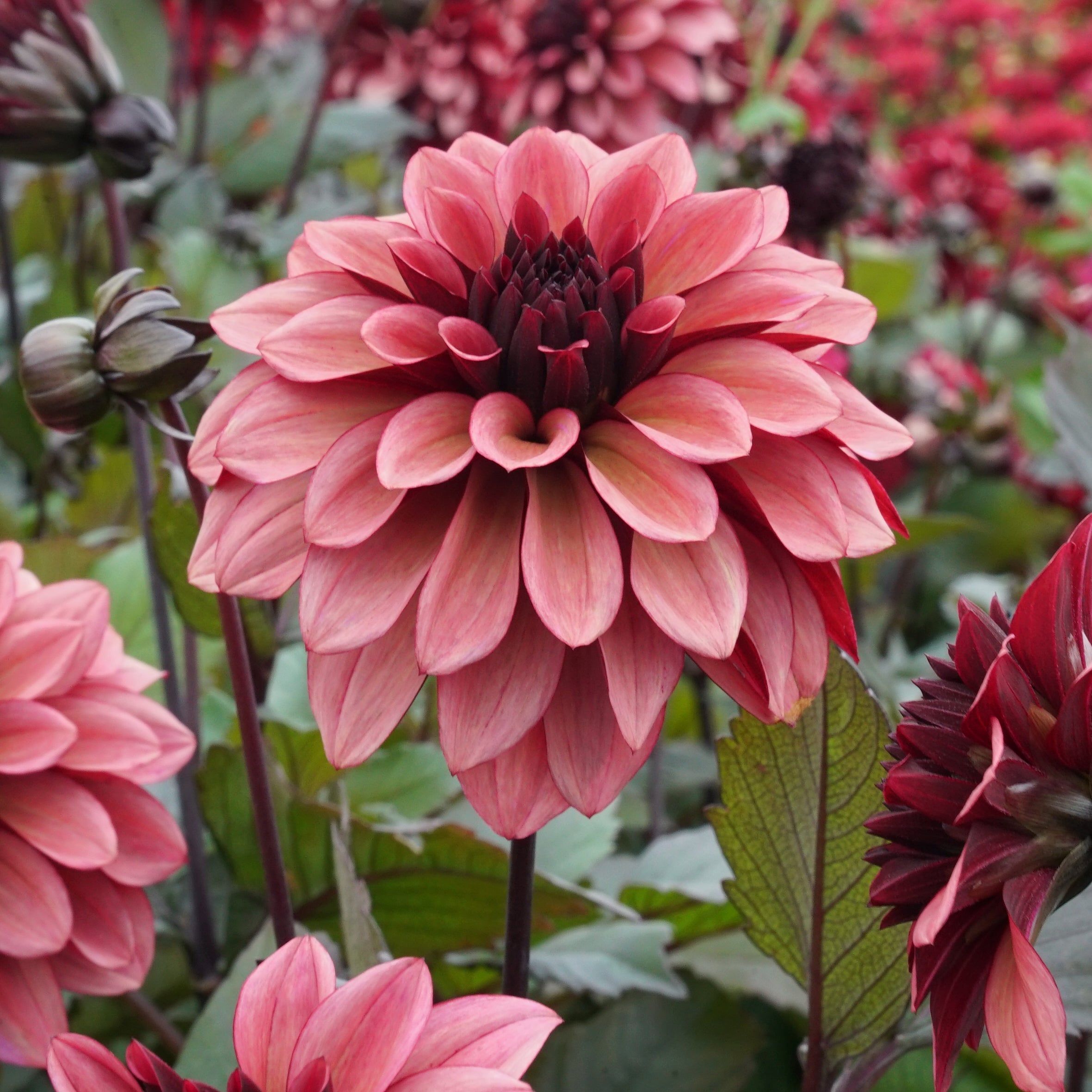 Dahlia Night Silence - roze dahlia - Fluwel