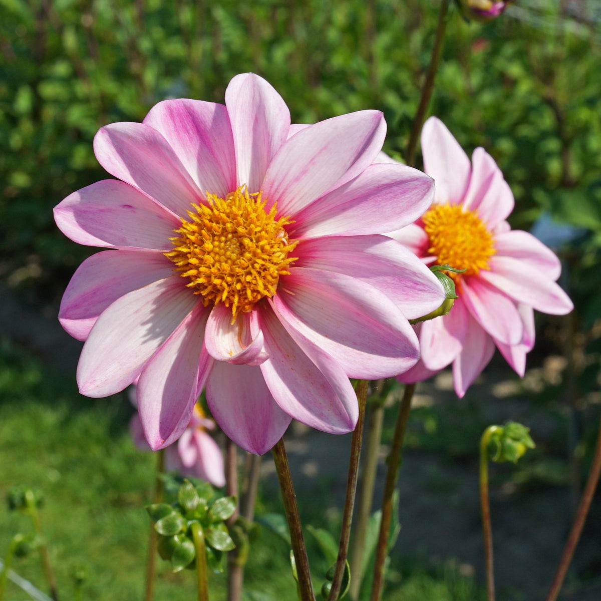 Dahlia Pink Emperor - roze dahlia - Fluwel