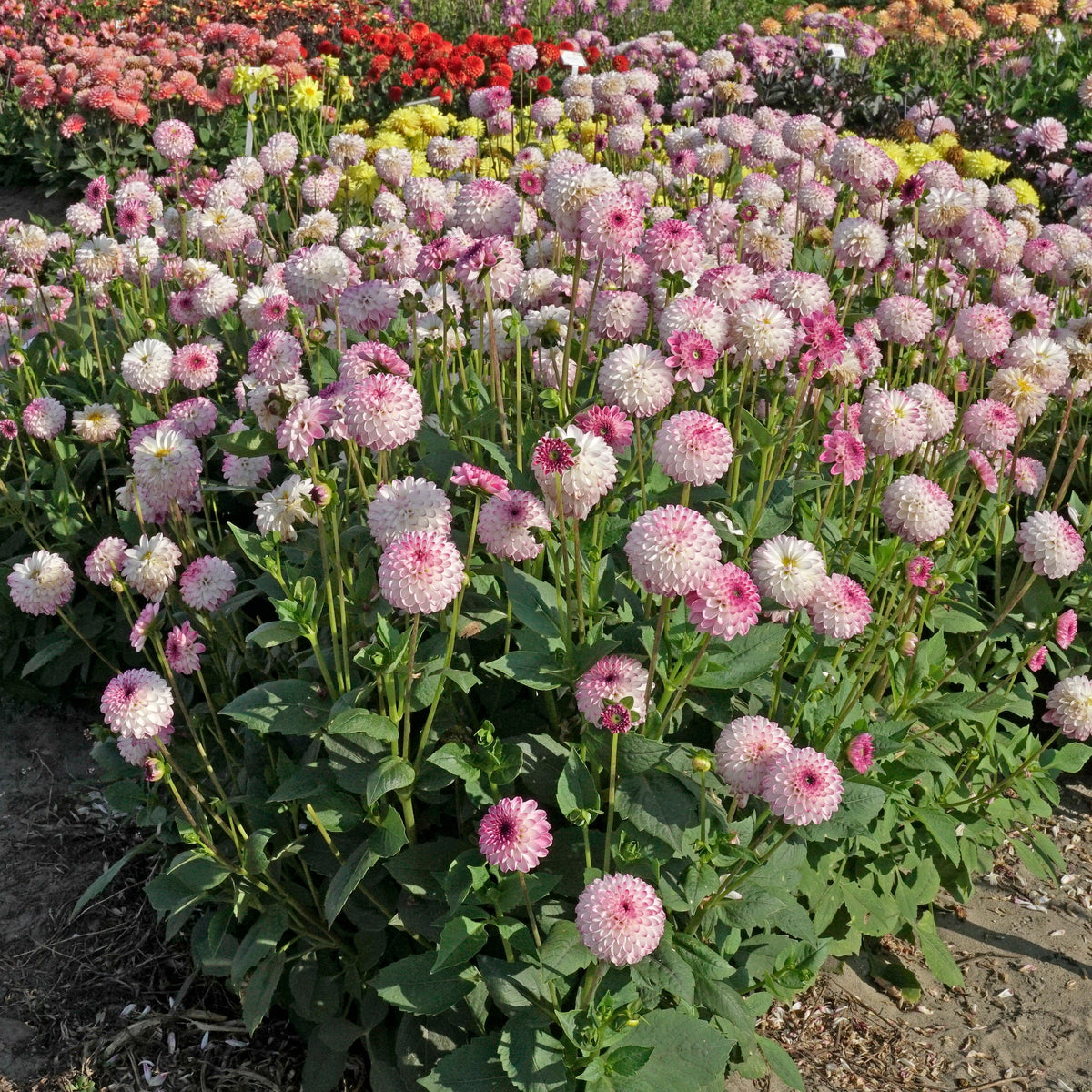 Dahlia Pink Isa - roze dahlia - Fluwel