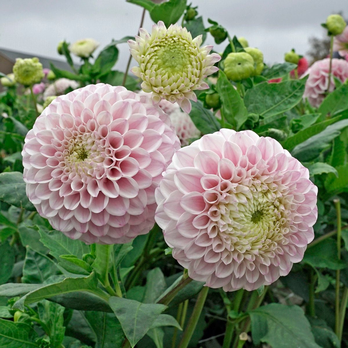 Dahlia Pink Pearl - roze dahlia - Fluwel