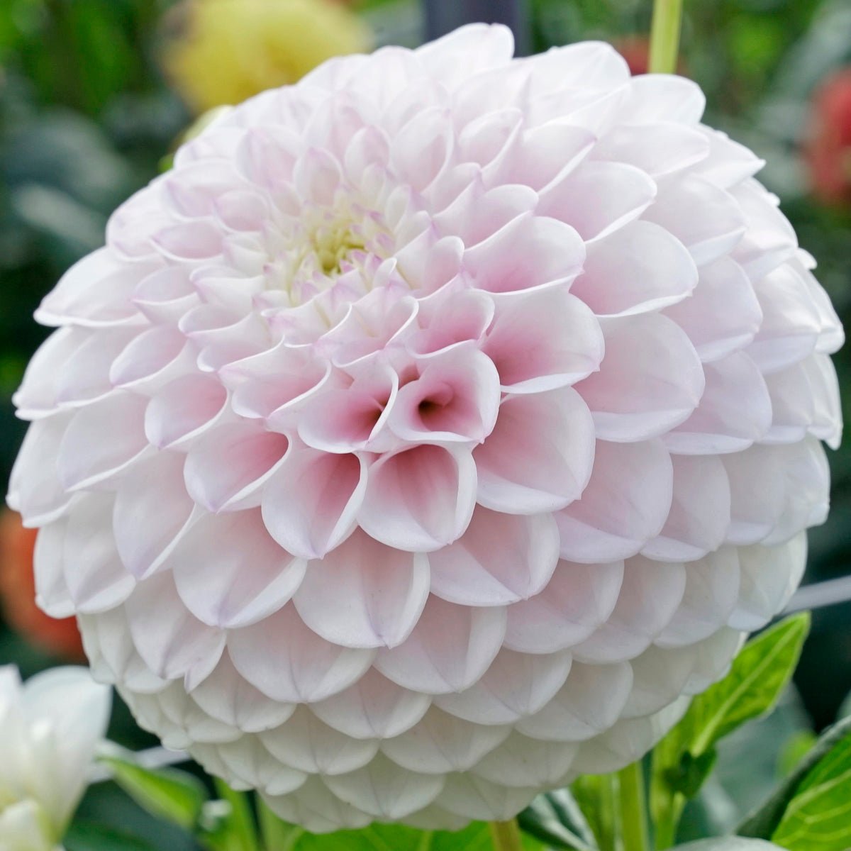 Dahlia Pink Pearl - Dahlias - Fluwel