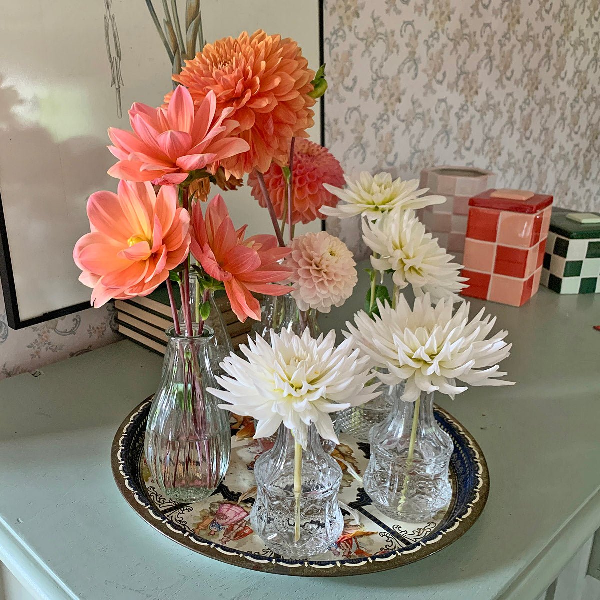 Dahlia Plukkie Plukkie mixture - meerkleurige dahlia - Fluwel
