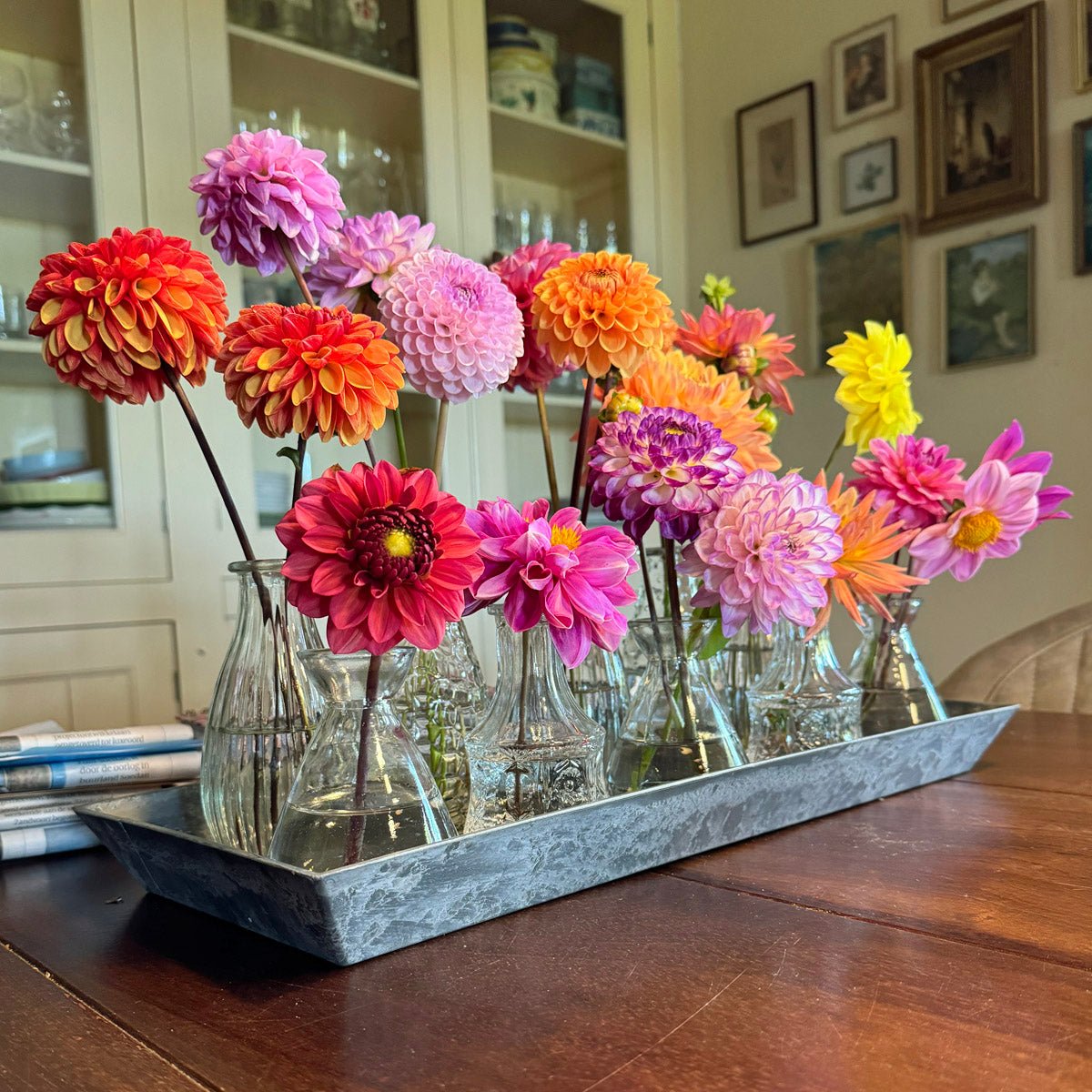 Dahlia Plukkie Plukkie mixture - meerkleurige dahlia - Fluwel