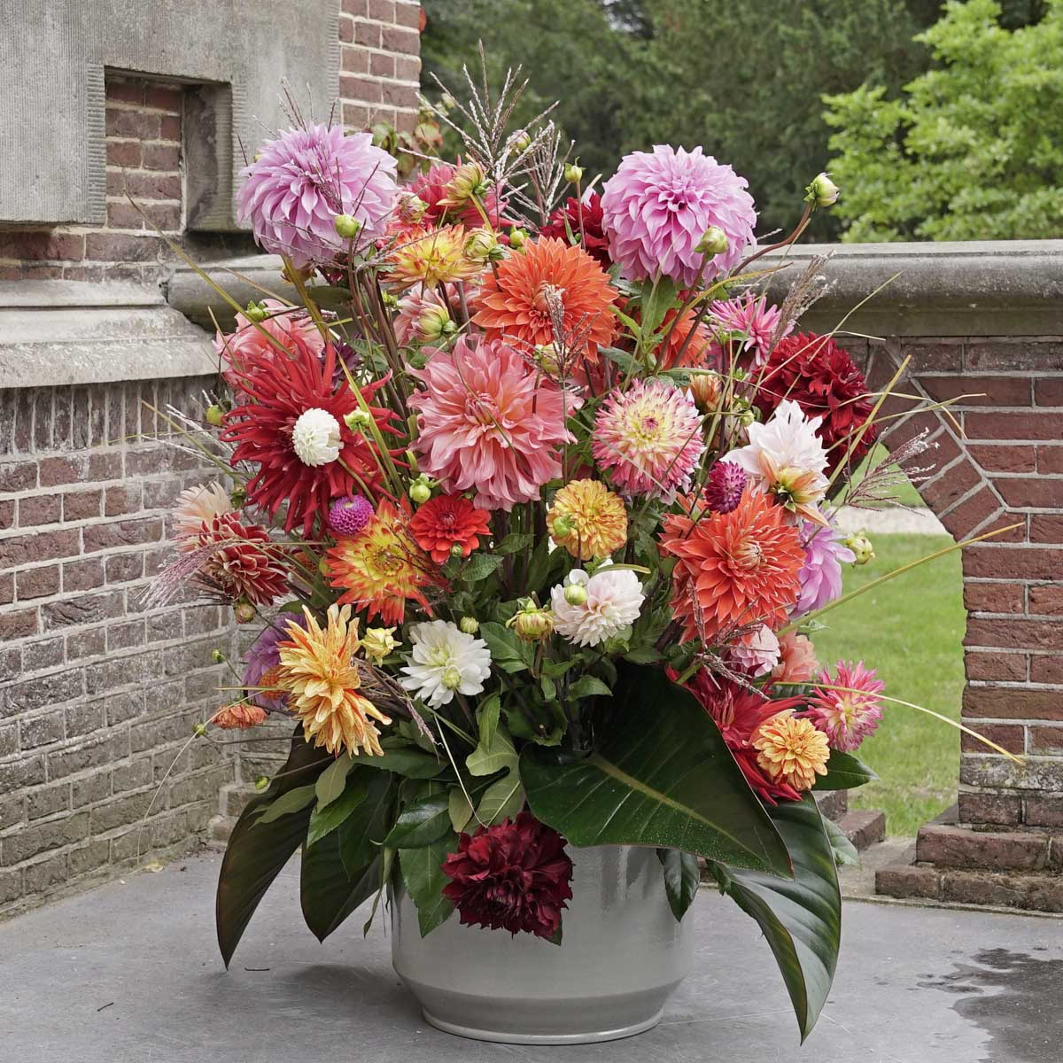 Dahlia Plukkie Plukkie mixture - meerkleurige dahlia - Fluwel