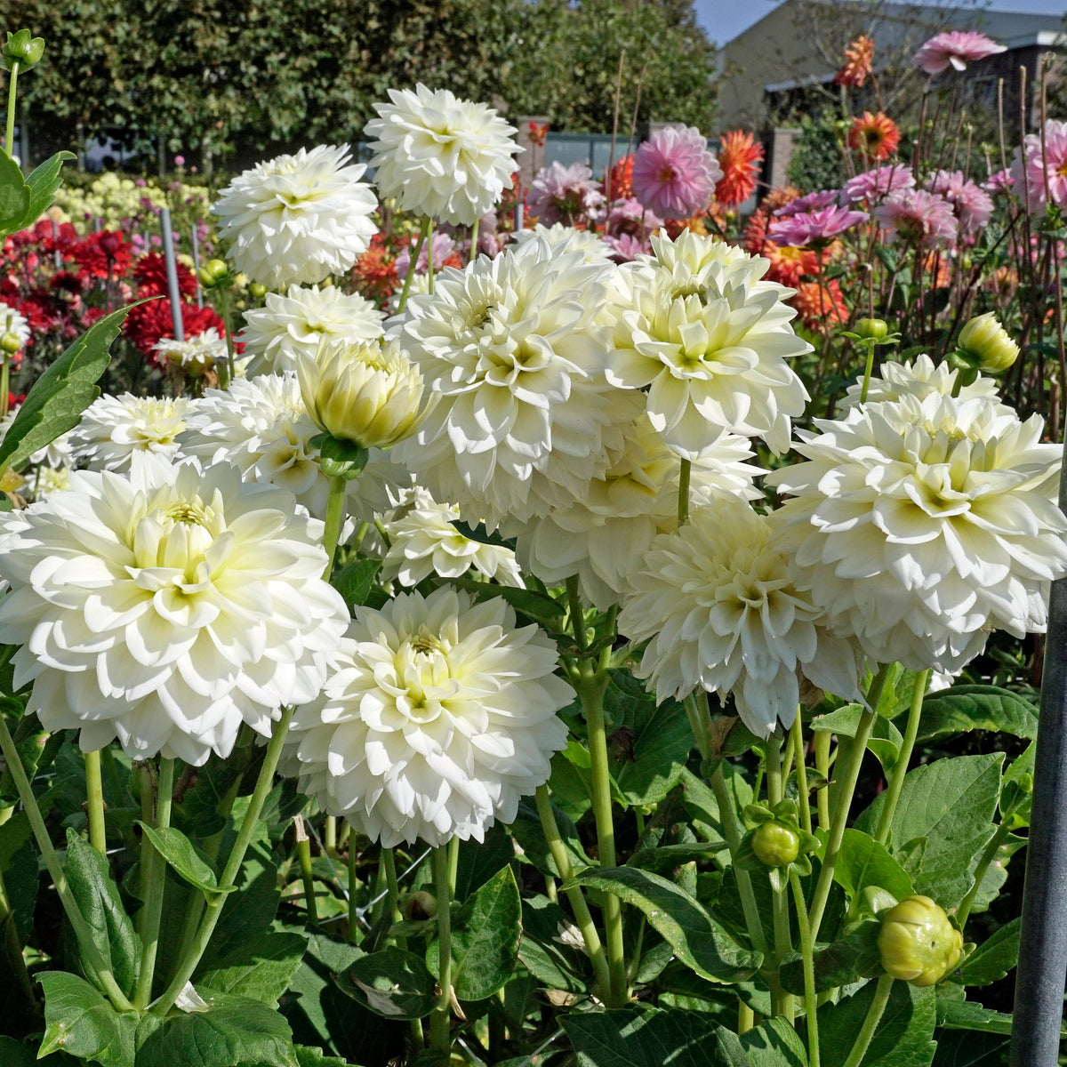 Dahlia Polar Ice - witte dahlia - Fluwel