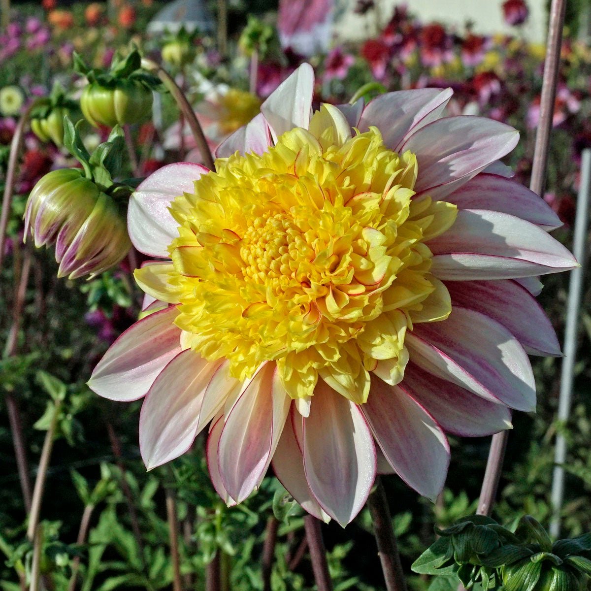 Dahlia Polka - meerkleurige dahlia - Fluwel
