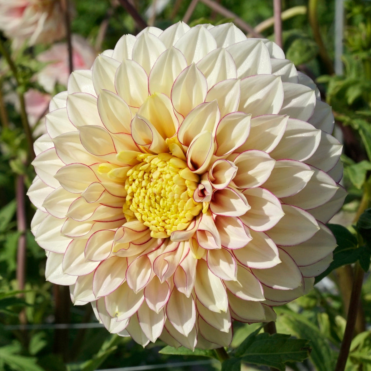 Dahlia Polka - meerkleurige dahlia - Fluwel