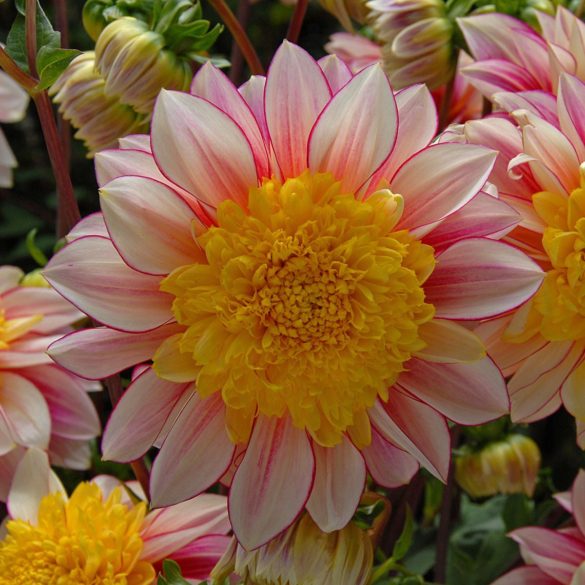 Dahlia Polka - Dahlias - Fluwel