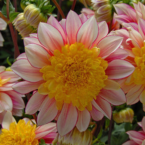 Dahlia Polka - Dahlias - Fluwel