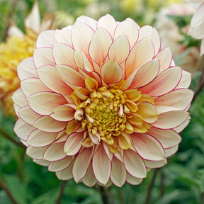 Dahlia Polka - Dahlias - Fluwel
