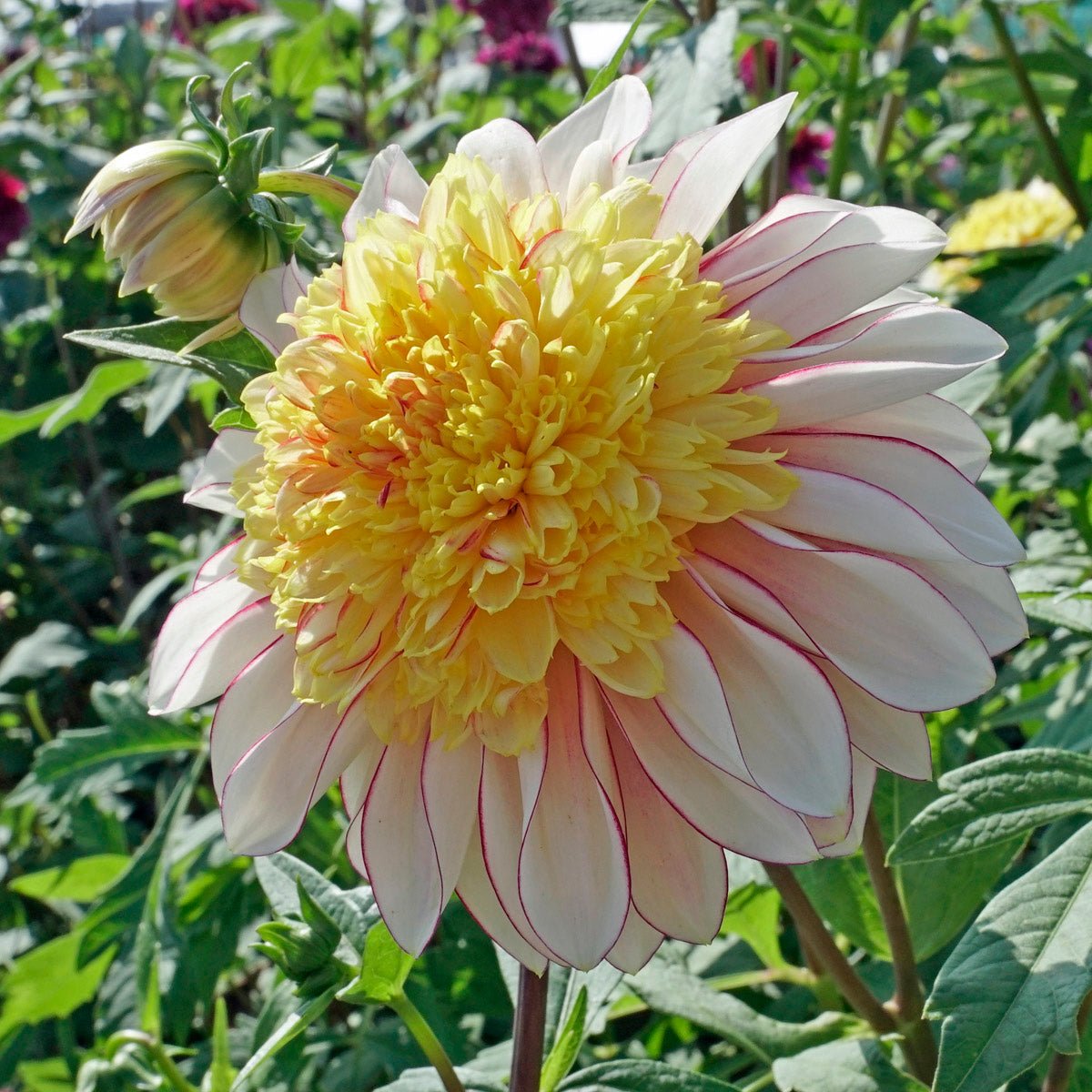 Dahlia Polka - Dahlias - Fluwel