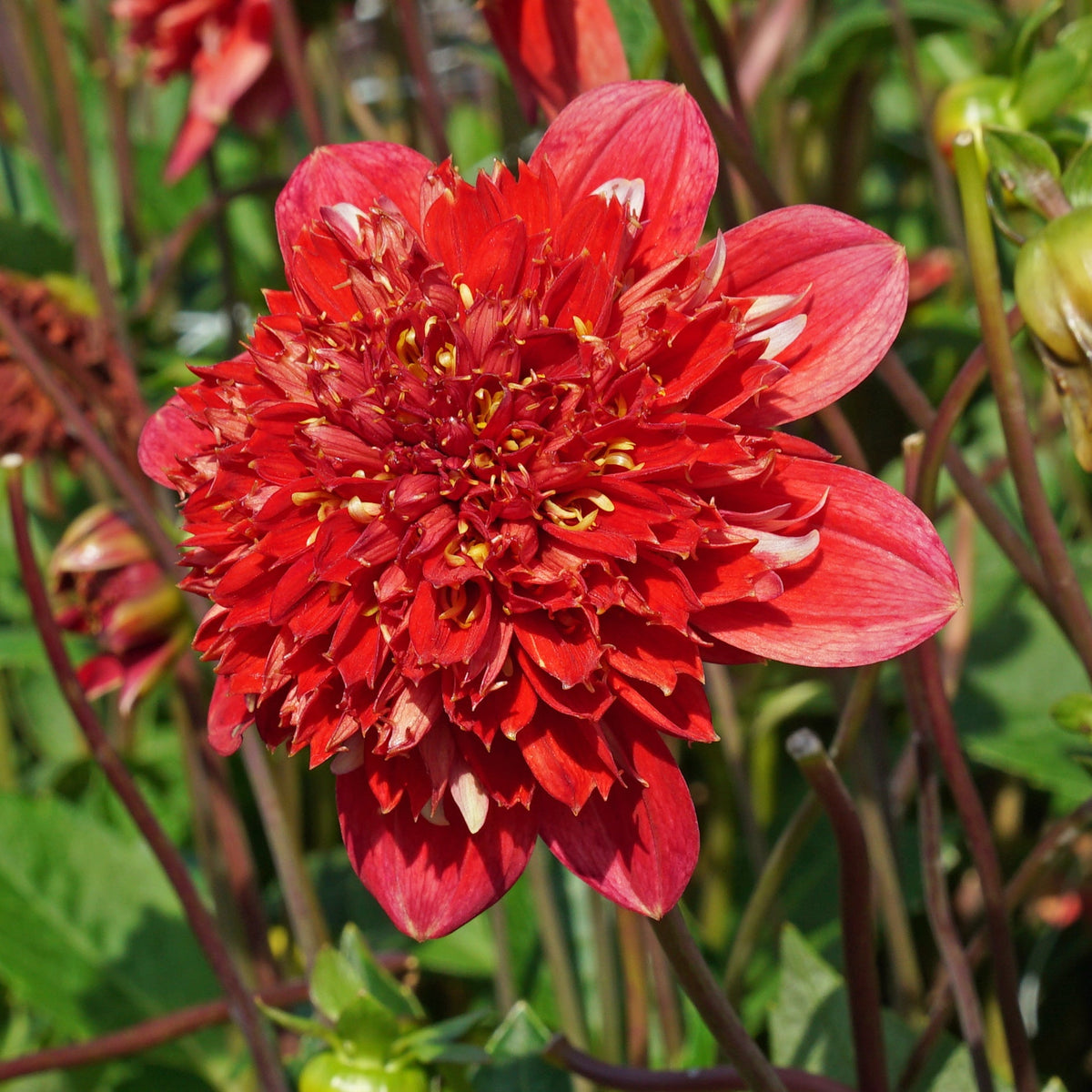 Dahlia Speech - meerkleurige dahlia - Fluwel