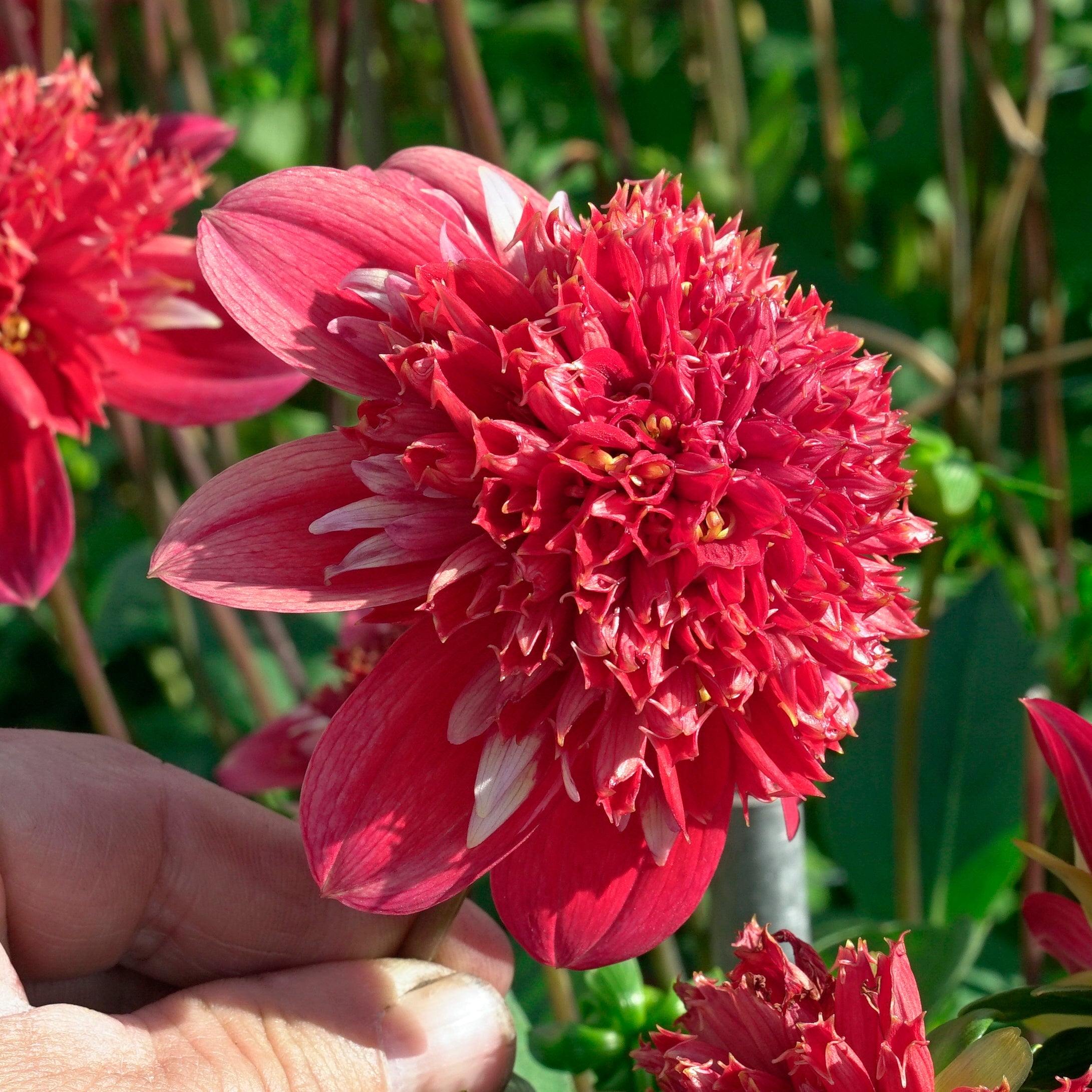 Dahlia Speech - meerkleurige dahlia - Fluwel
