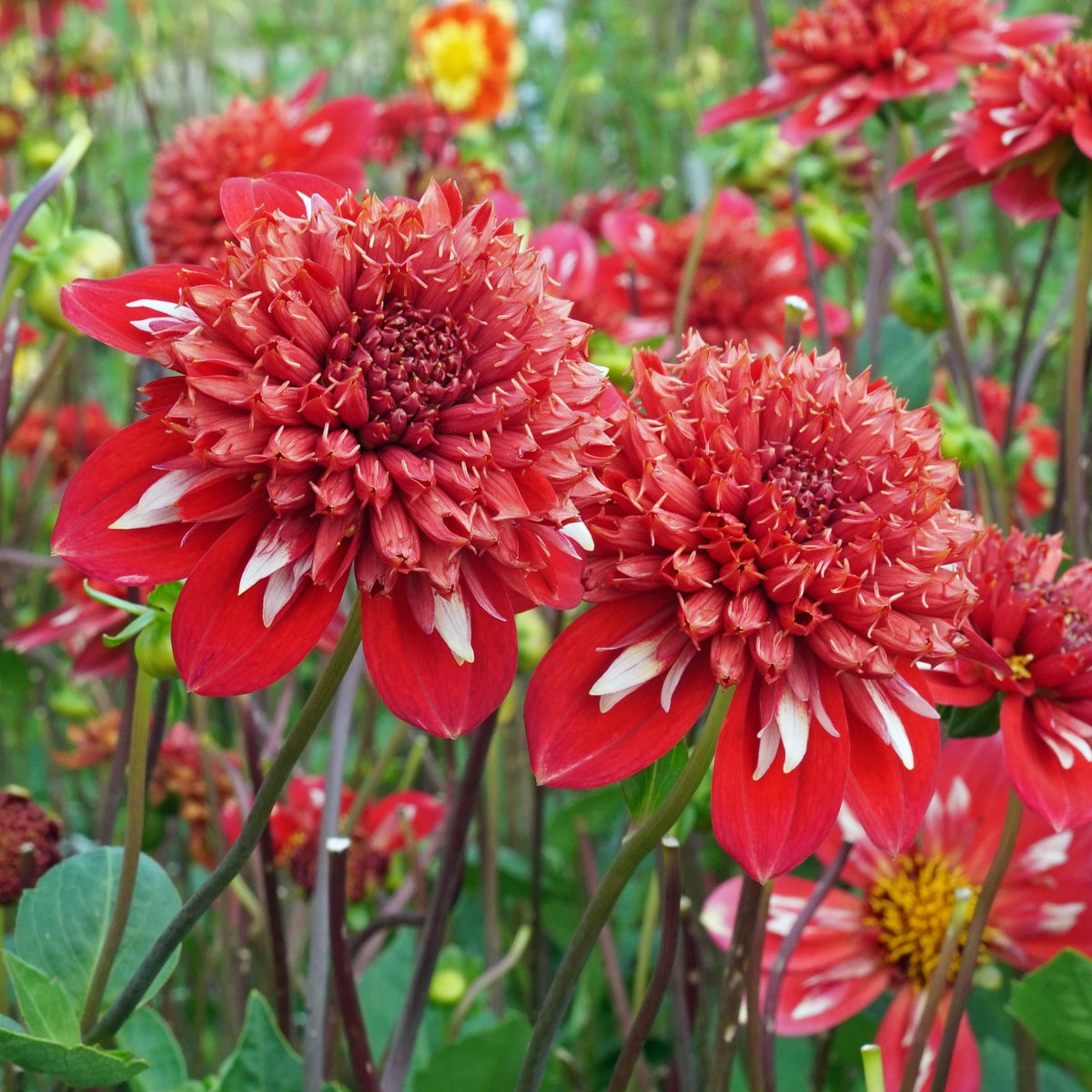 Dahlia Speech - meerkleurige dahlia - Fluwel
