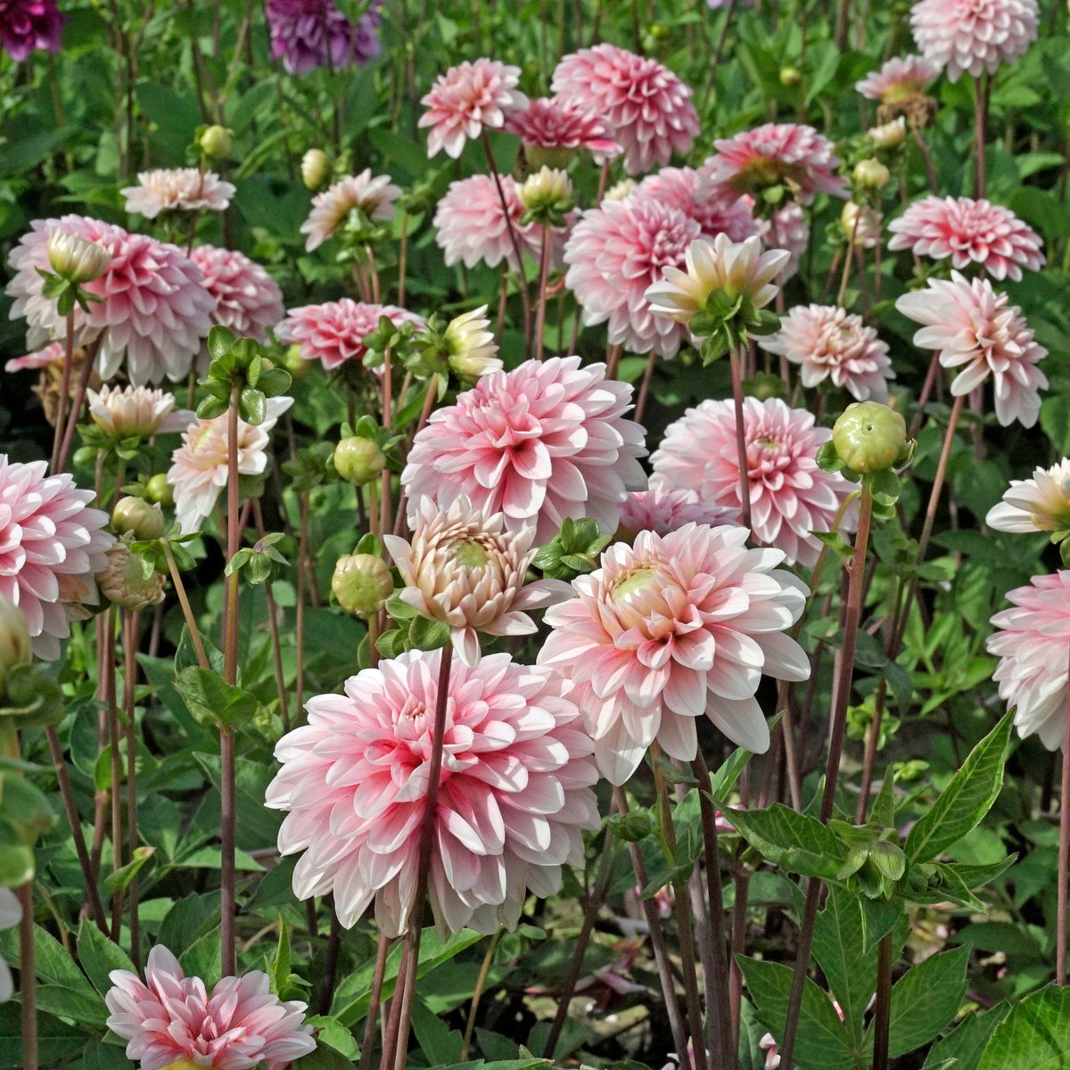 Dahlia Strawberry Cream - Dahlias - Fluwel