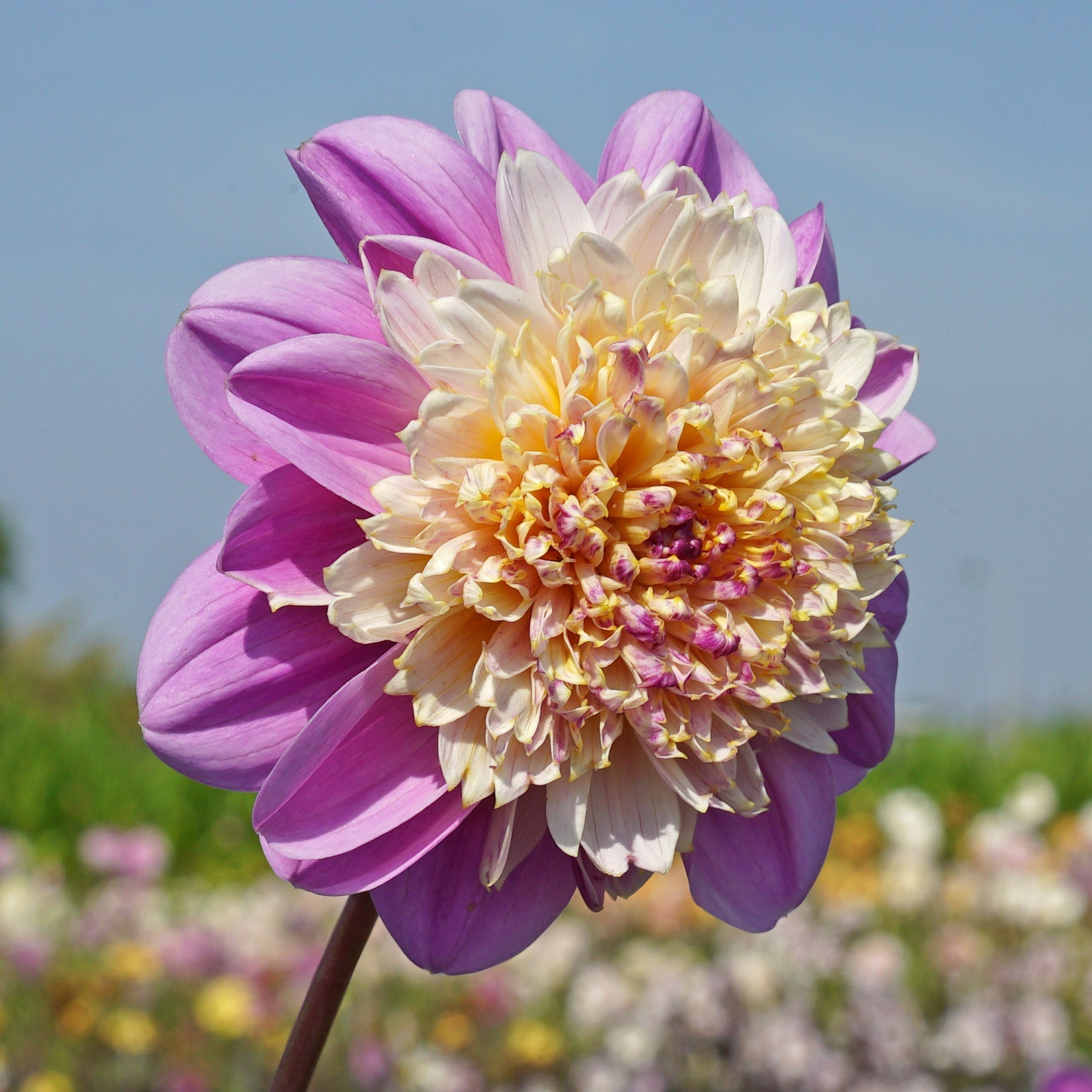 Dahlia Take Off - roze dahlia - Fluwel
