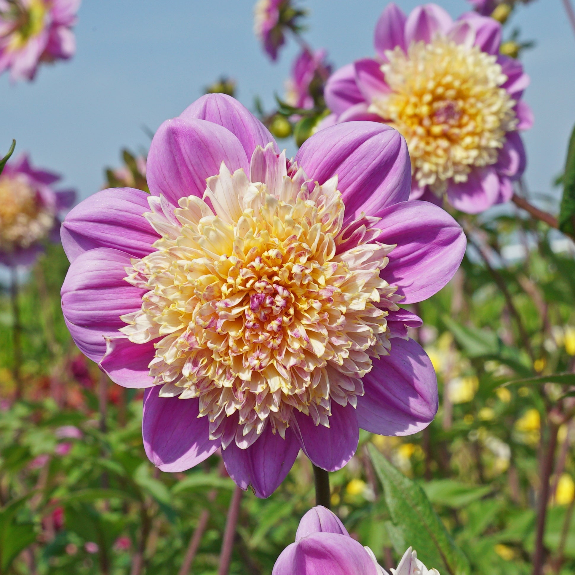 Dahlia Take Off - roze dahlia - Fluwel
