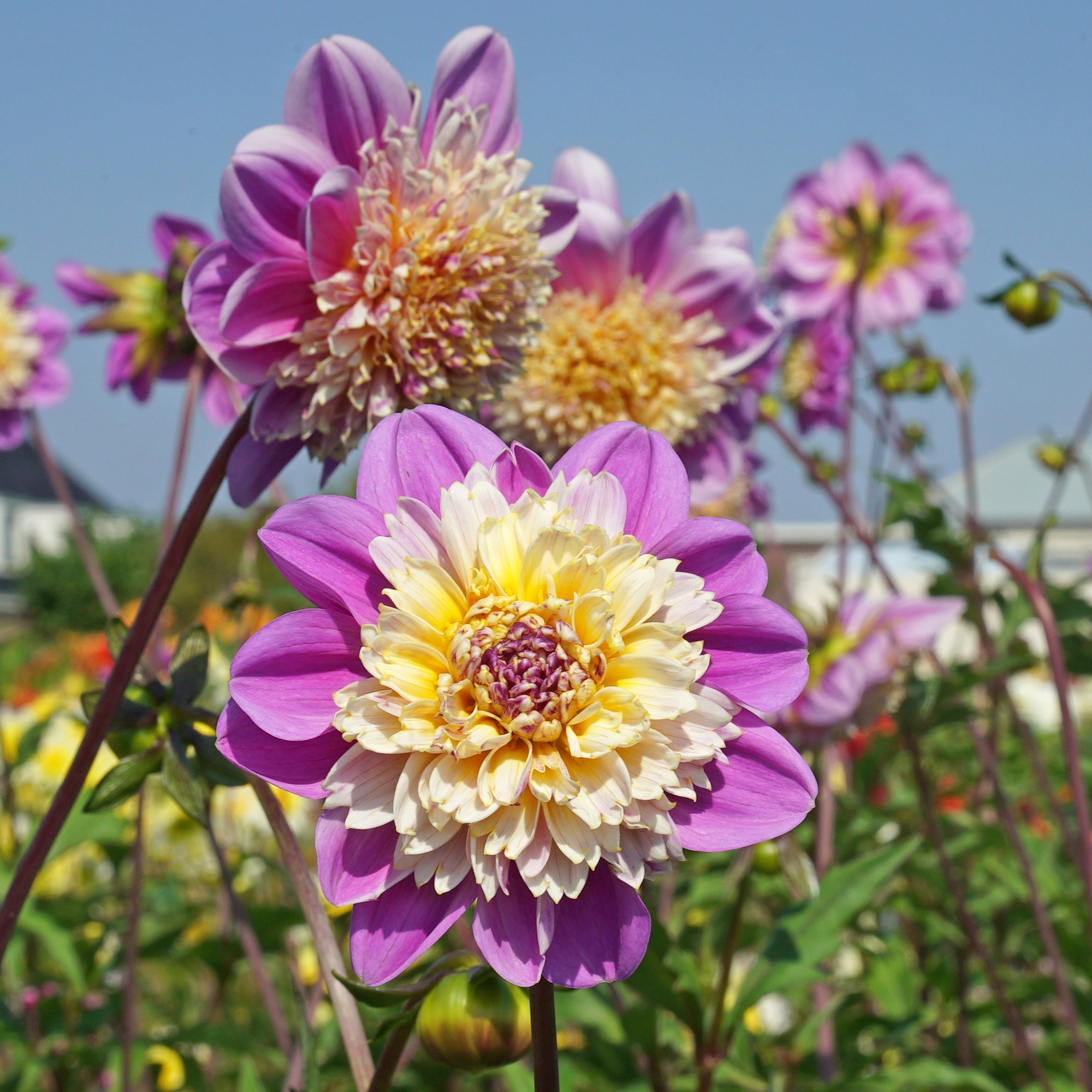 Dahlia Take Off - roze dahlia - Fluwel