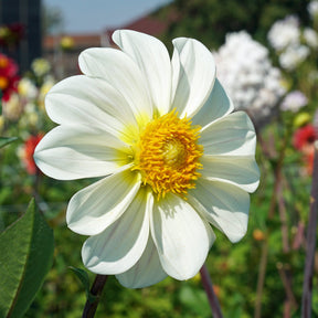 Dahlia White Emperor - Dahlias - Fluwel