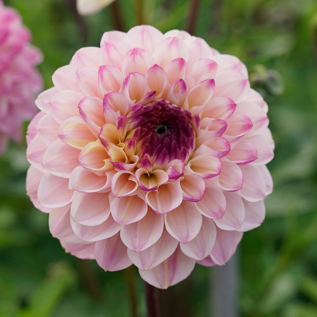 Dahlia Wine Eyed Jill - meerkleurige dahlia - Fluwel