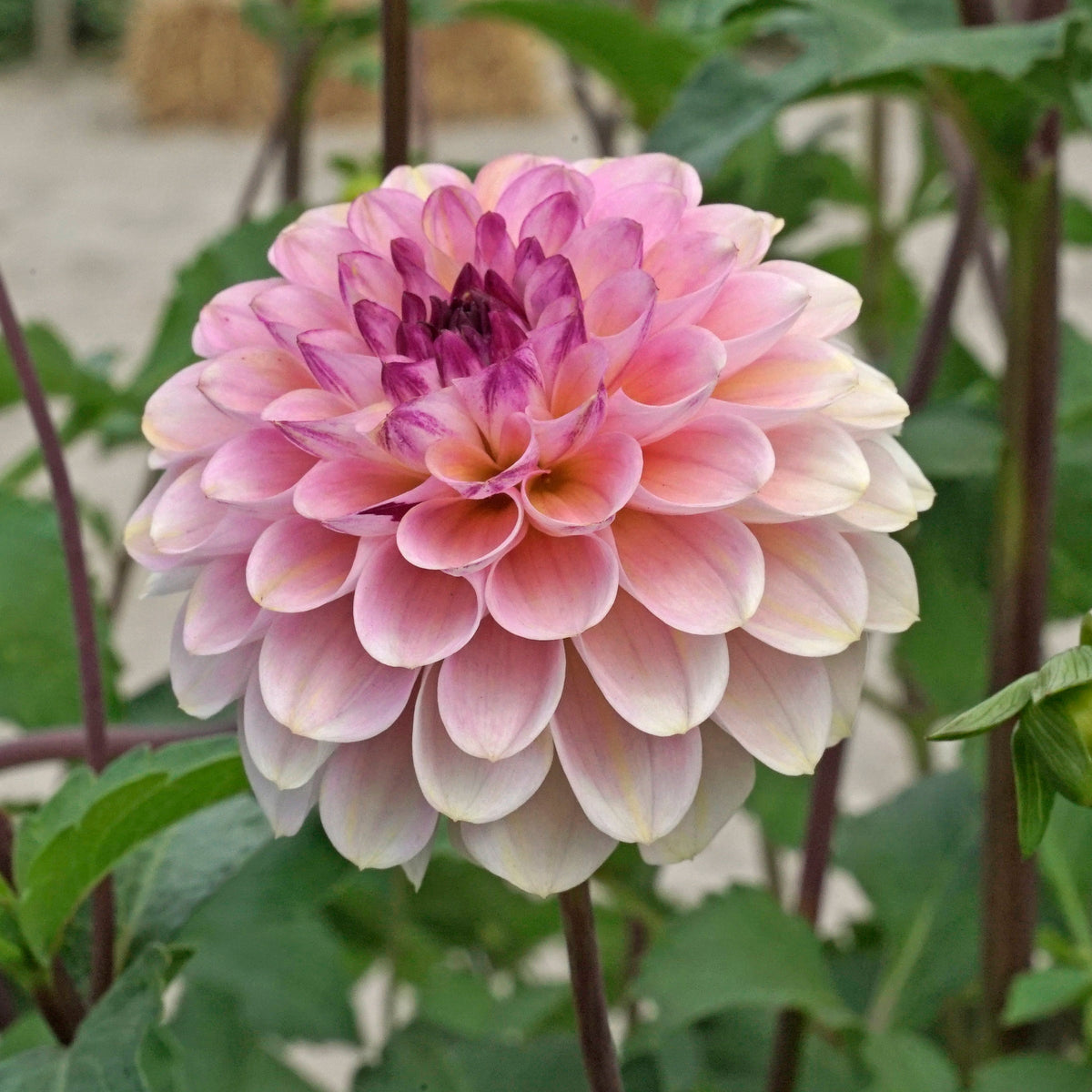 Dahlia Wine Eyed Jill - meerkleurige dahlia - Fluwel