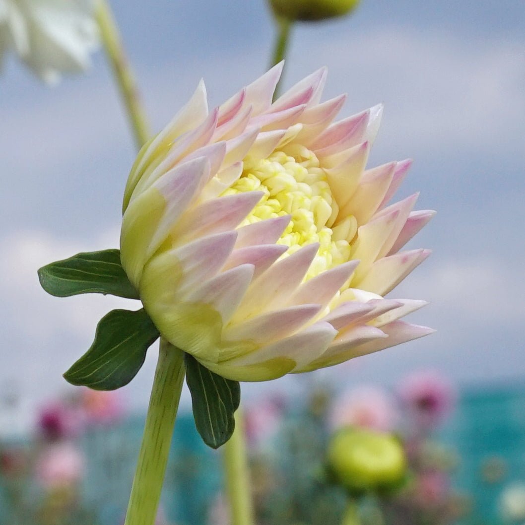 Dahlia Zahra - witte dahlia - Fluwel