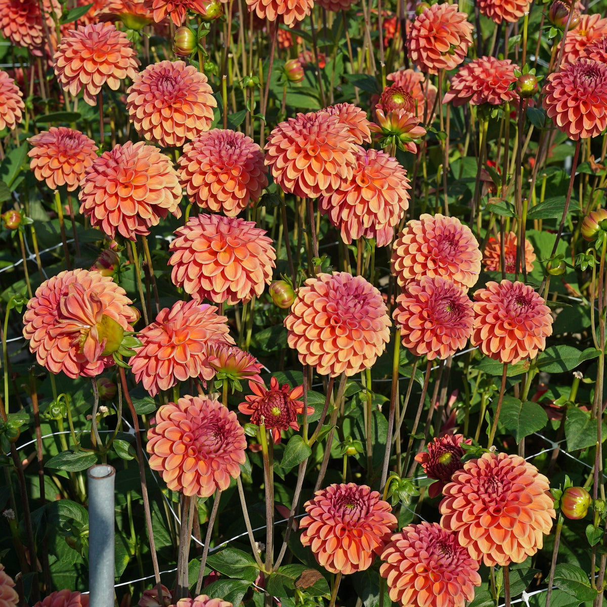 Dahlia Zundert Mystery Fox - oranje dahlia - Fluwel