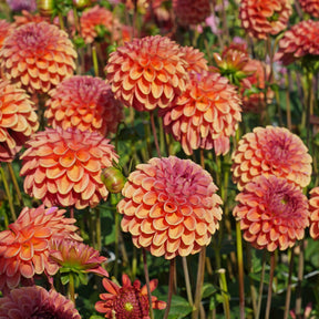 Dahlia Zundert Mystery Fox - Dahlias - Fluwel