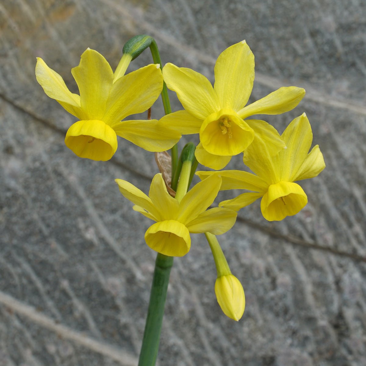 Dainty Monique - Special Narcissus - Fluwel